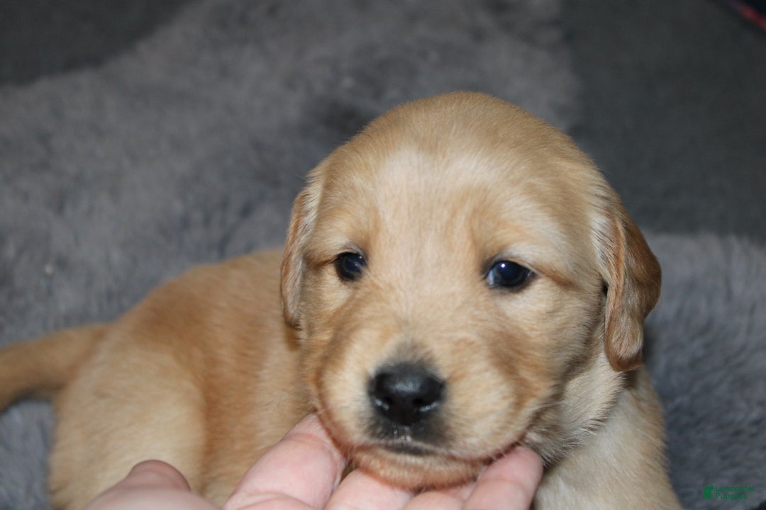 Golden Retriever dogs for sale: Faith - Ad 3
