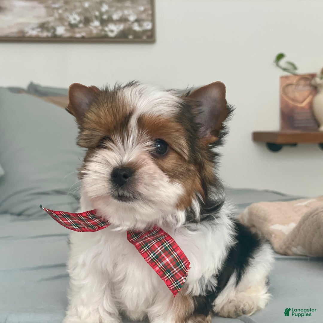 Biewer Terrier dogs for sale: Pippin - Ad 5