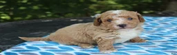 Miniature Poodle dogs for sale: Shawn - Ad 5