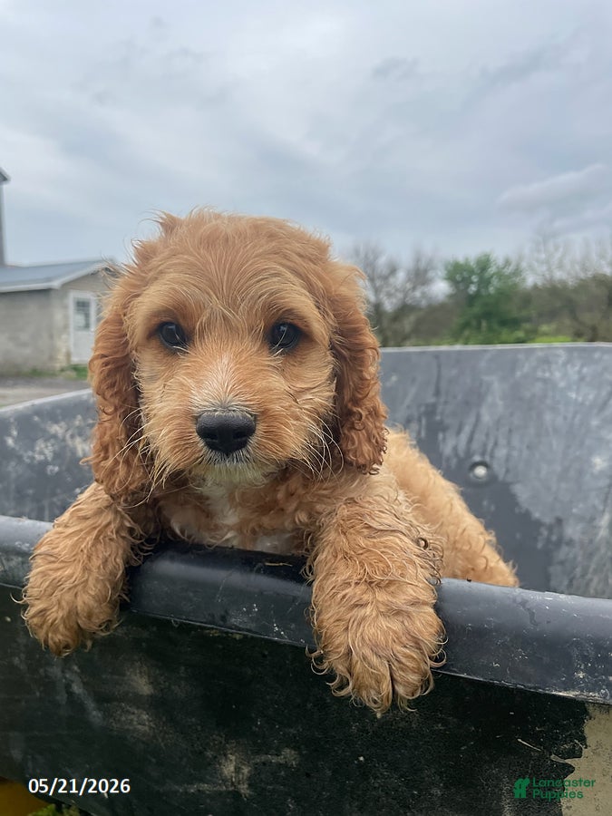 Cockapoo dogs Tux - Ad 31