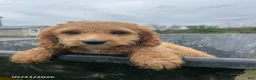Cockapoo dogs for sale: Tux - Ad 1