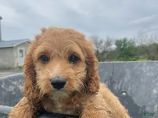 Cockapoo dogs Tux - Ad 31