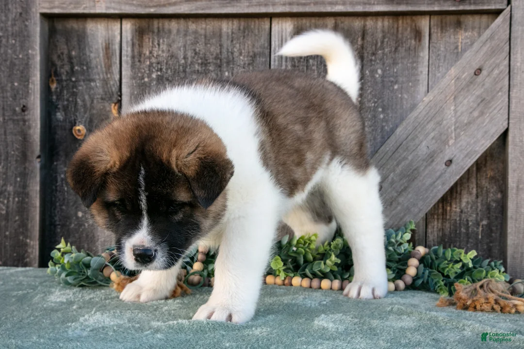 Akita dogs for sale: Spencer - Ad 2