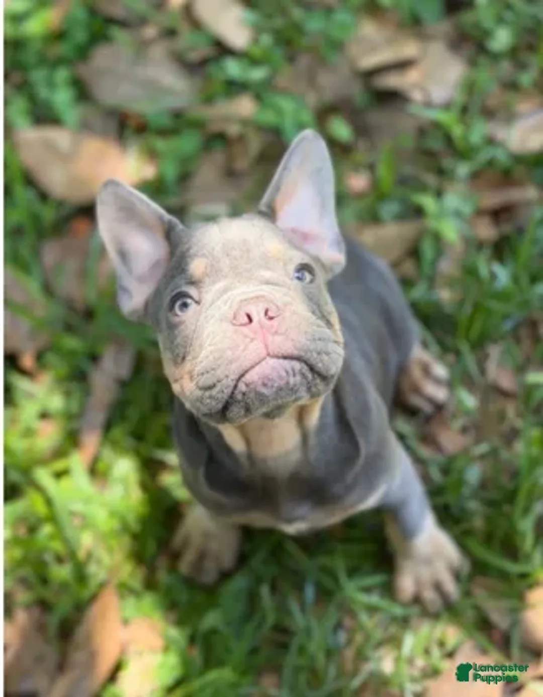 French Bulldog dogs for sale: Glamour - Ad 1