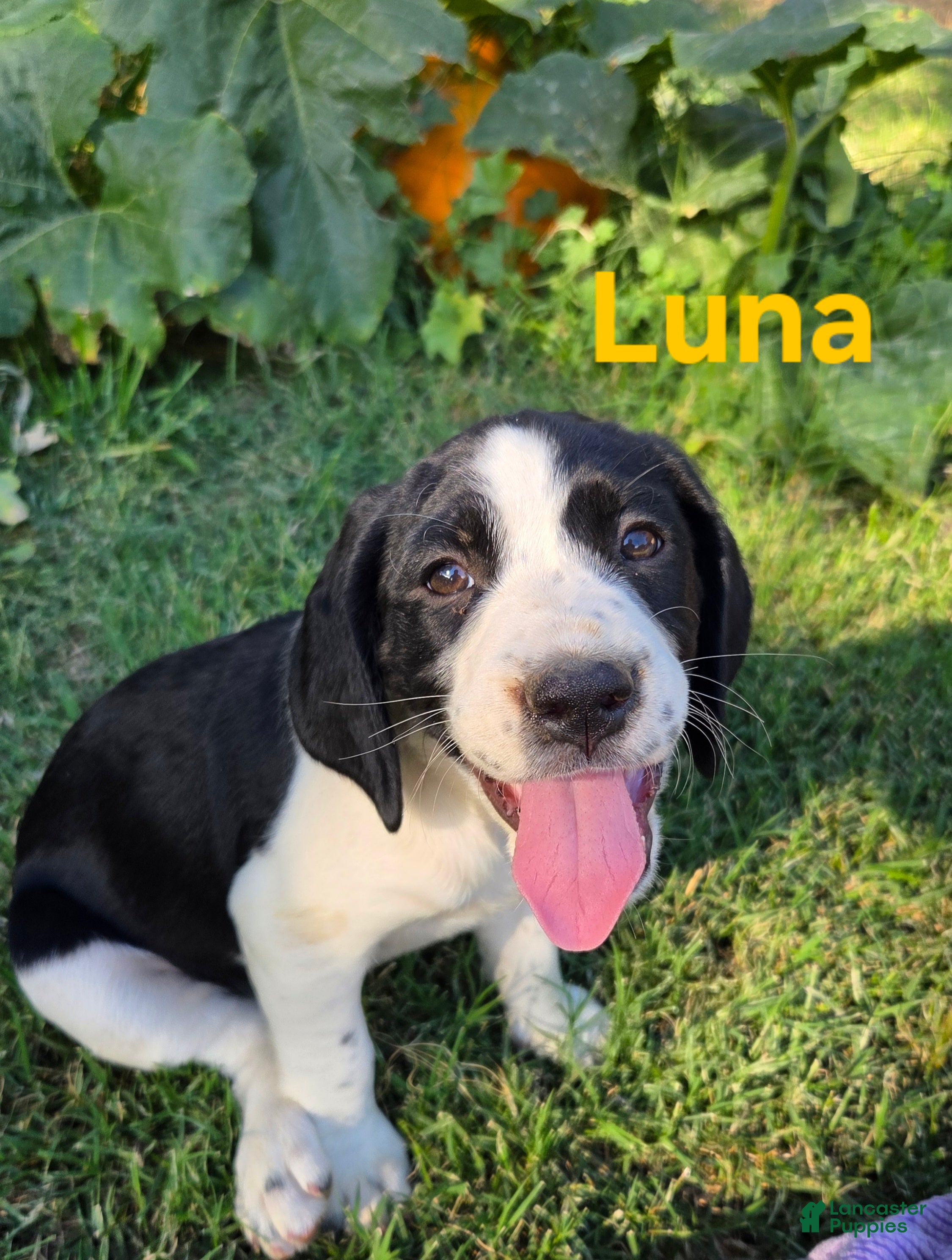 Mixed Breed dogs Luna - Ad 40
