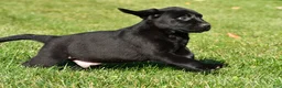 Labrador Retriever dogs for sale: Cade - Ad 8