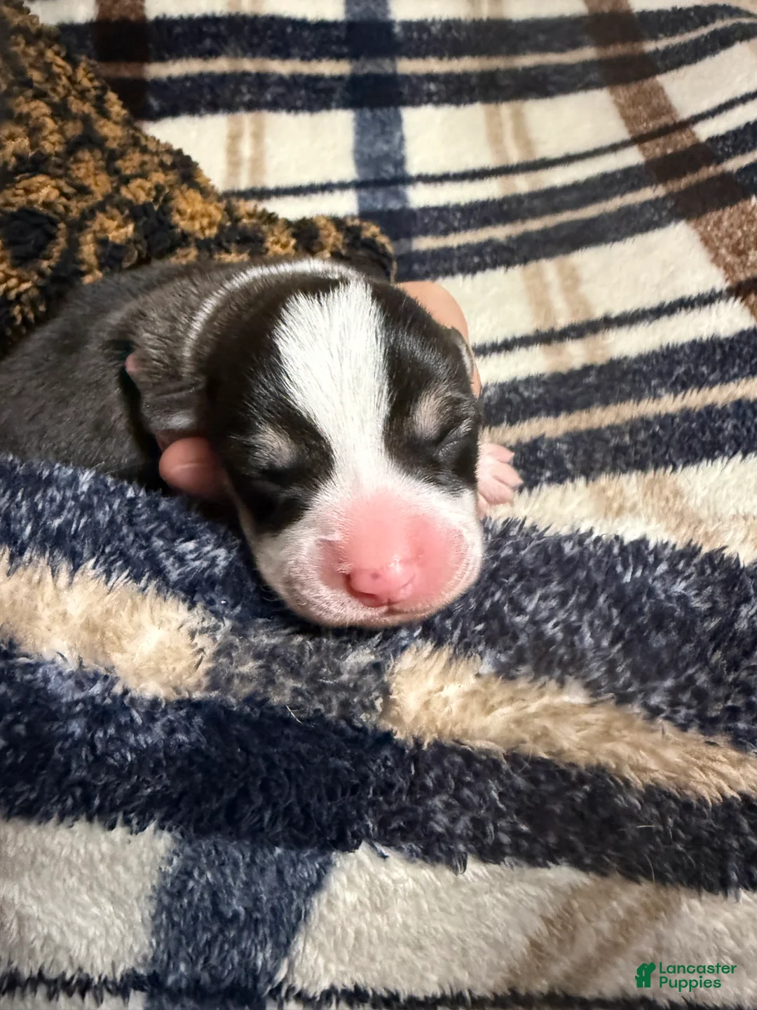 Welsh Corgi Pembroke dogs for sale: Welsh Corgi Pembroke Puppy 1 - Ad 1