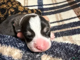 Welsh Corgi Pembroke dogs Welsh Corgi Pembroke Puppy 1 - Ad 36