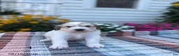 Great Pyrenees dogs for sale: Rhonda - Ad 6