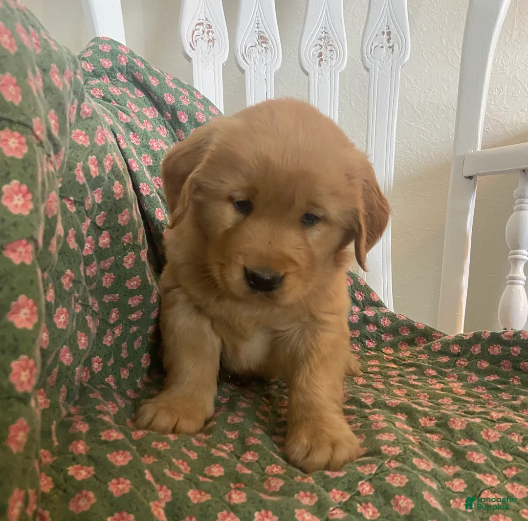 Golden Retriever dogs for sale: Ollie - Ad 1