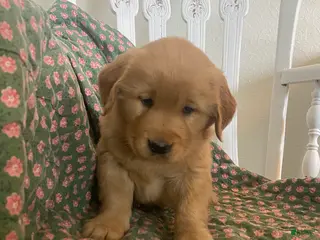 Golden Retriever dogs for sale: Ollie - Ad 1