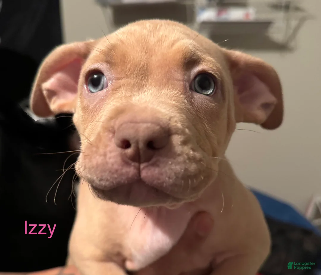 American Bully dogs for sale: American Bully Puppy 8 - Ad 1