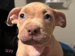 American Bully dogs American Bully Puppy 8 - Ad 16