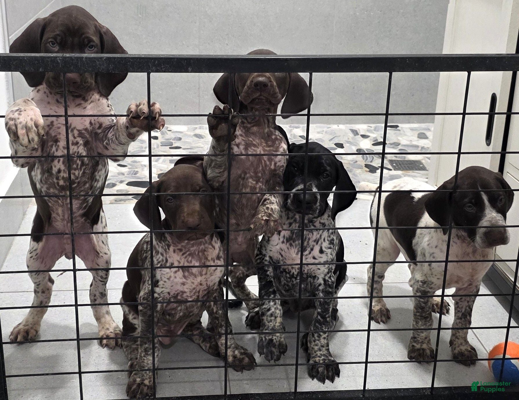 German Shorthaired Pointer dogs German Shorthaired Pointer 1 - Ad 1