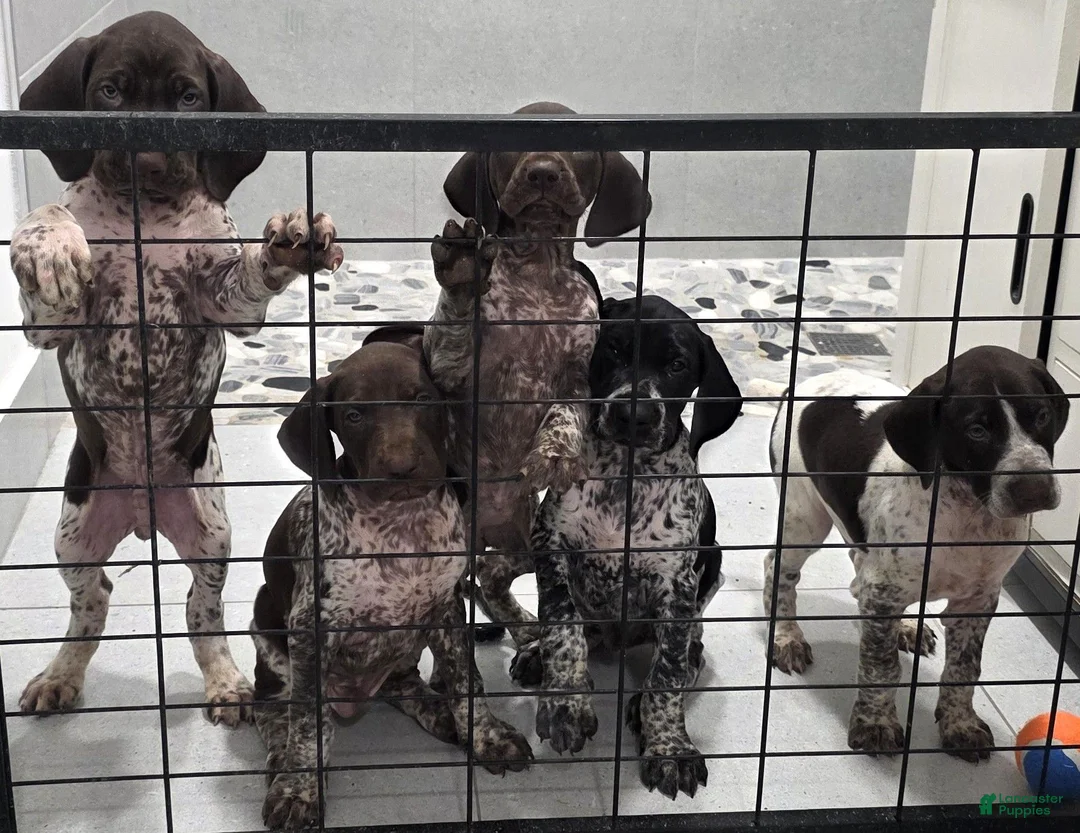 German Shorthaired Pointer dogs for sale: German Shorthaired Pointer 1 - Ad 1