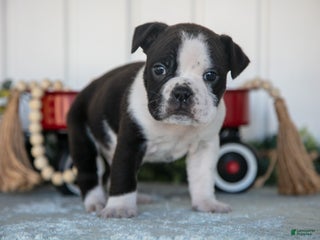 Mixed Breed dogs Troy - Ad 25