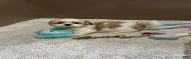 Penny