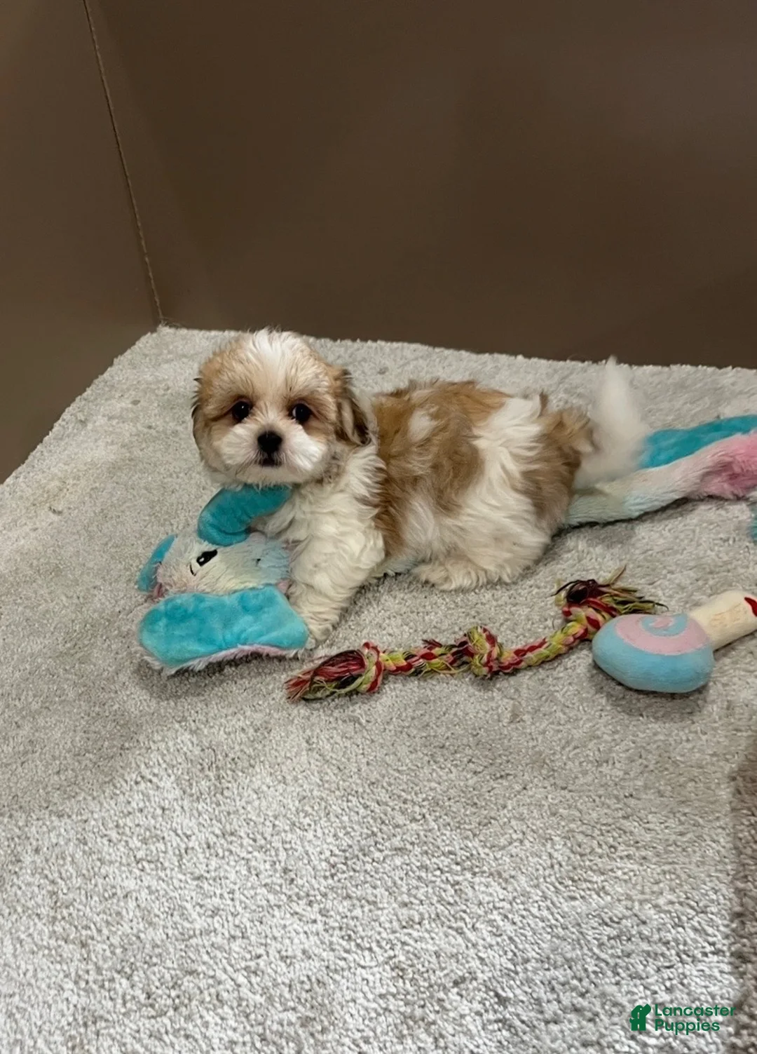 Malshi dogs for sale: Penny - Ad 1