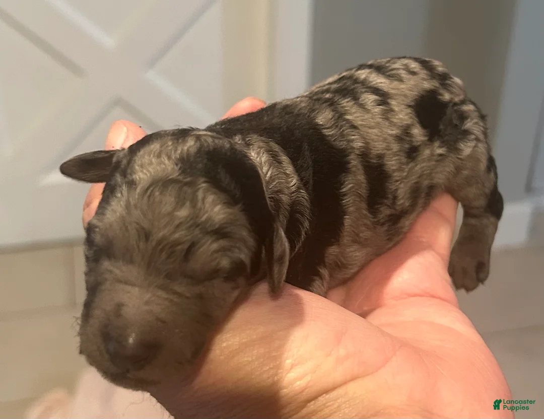 Standard Poodle dogs for sale: Standard Poodle 1 - Ad 1