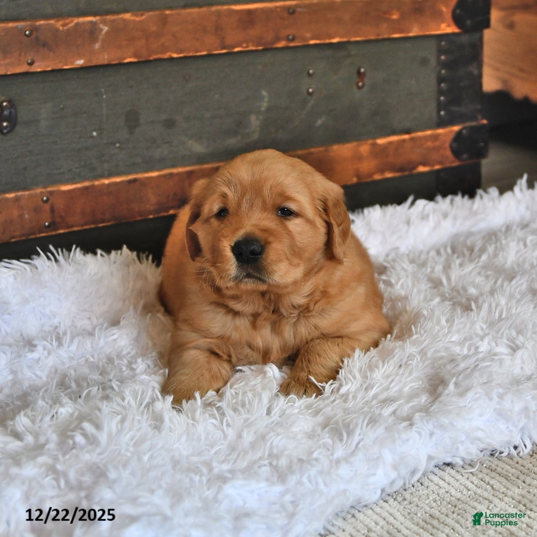 Golden Retriever dogs for sale: Royal King - Ad 3