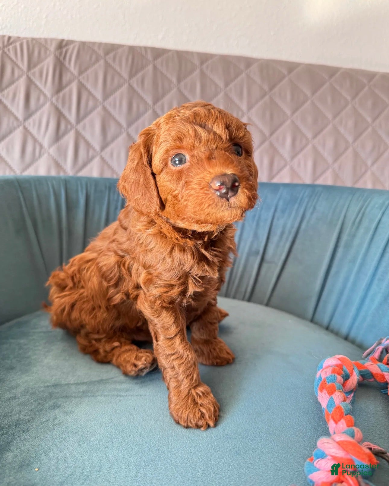 Toy Poodle dogs for sale: Buster - Ad 2