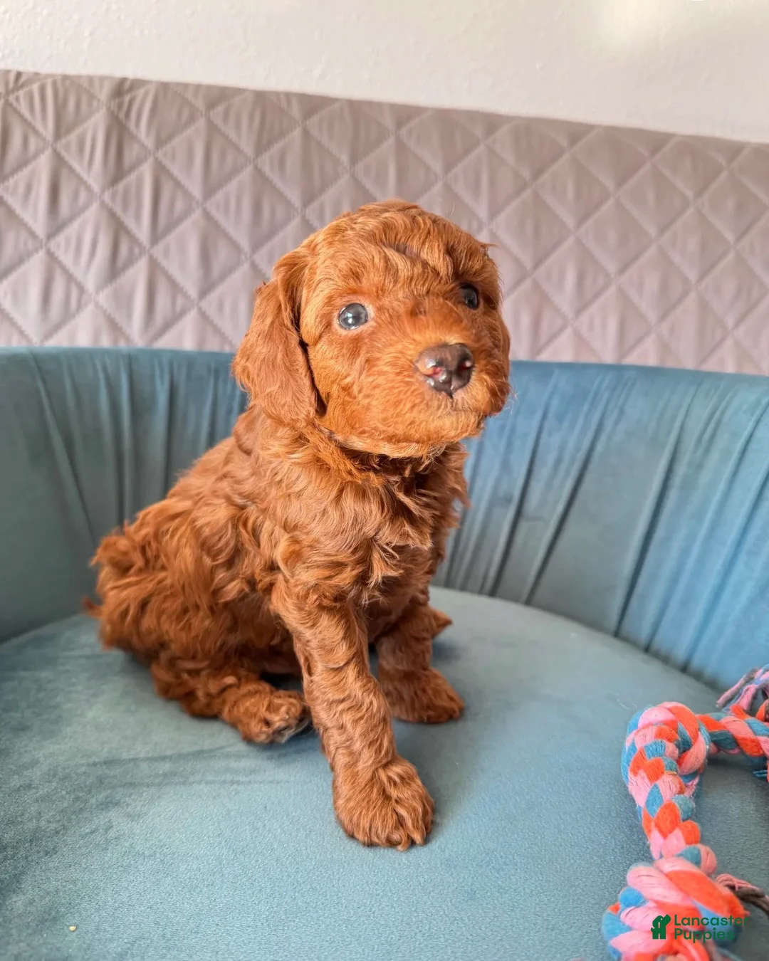 Toy Poodle dogs for sale: Buster - Ad 1