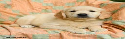 Golden Retriever dogs for sale: Holly - Ad 2