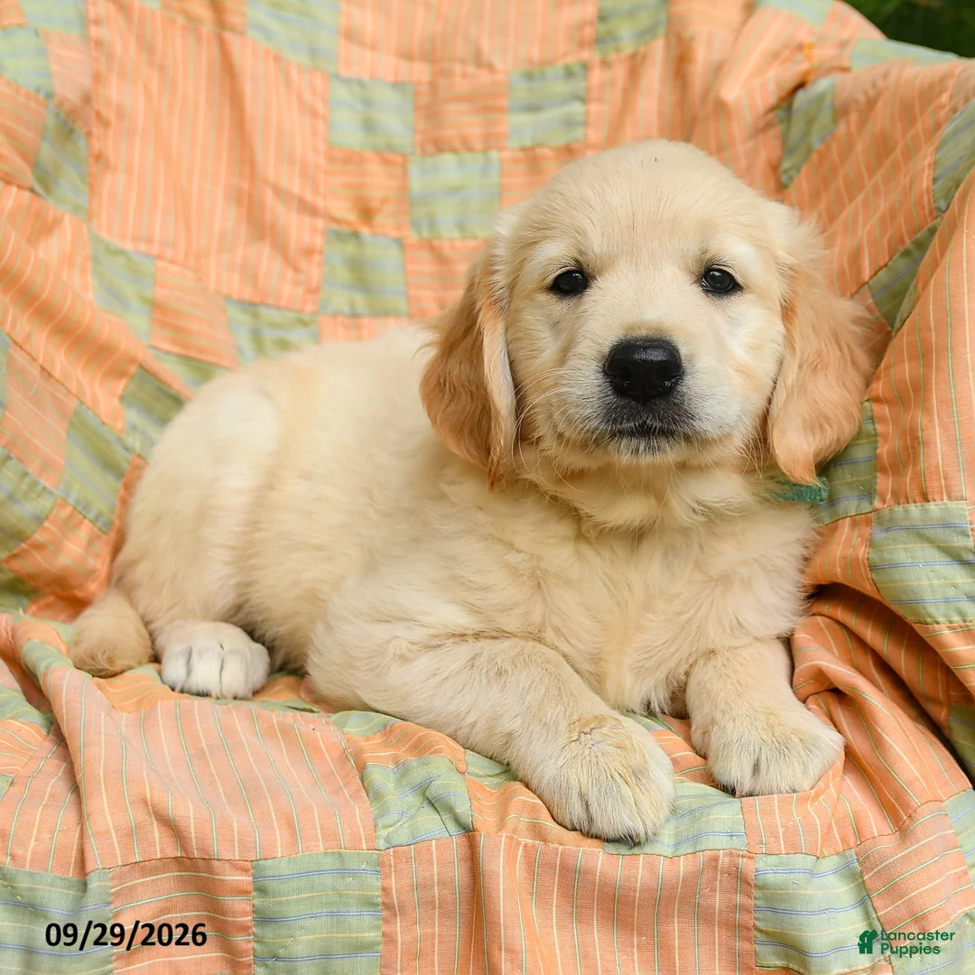 Golden Retriever dogs for sale: Holly - Ad 2
