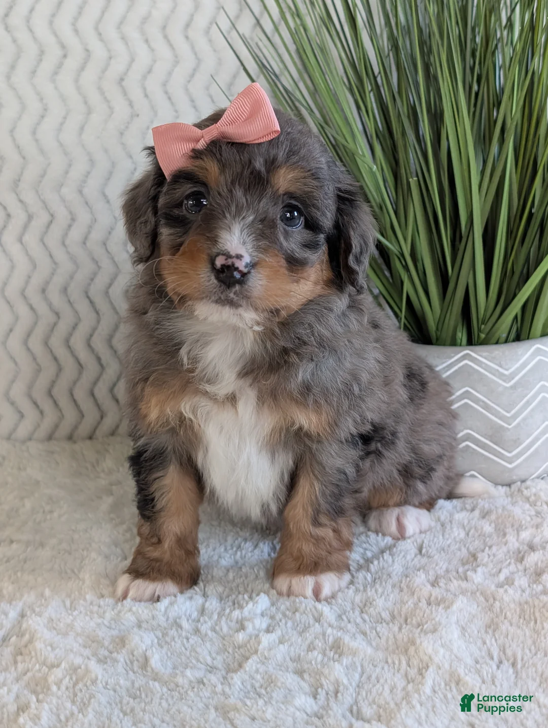 Mini Bernedoodle dogs for sale: Mini Skye  - Ad 6