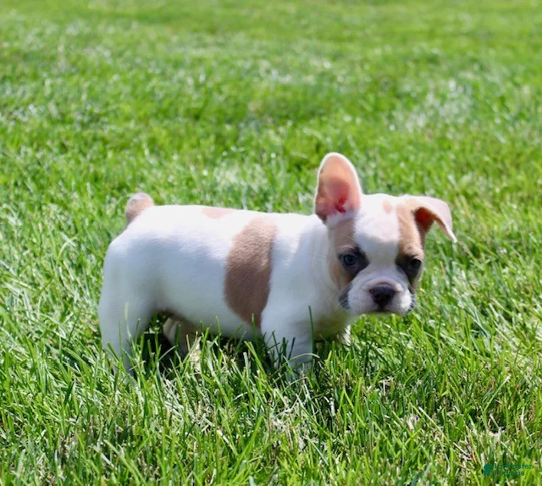 French Bulldog dogs for sale: Wendy - Ad 5