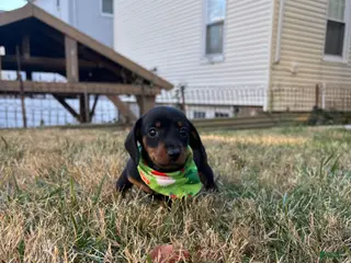 Miniature Dachshund dogs for sale: Pluto - Ad 1