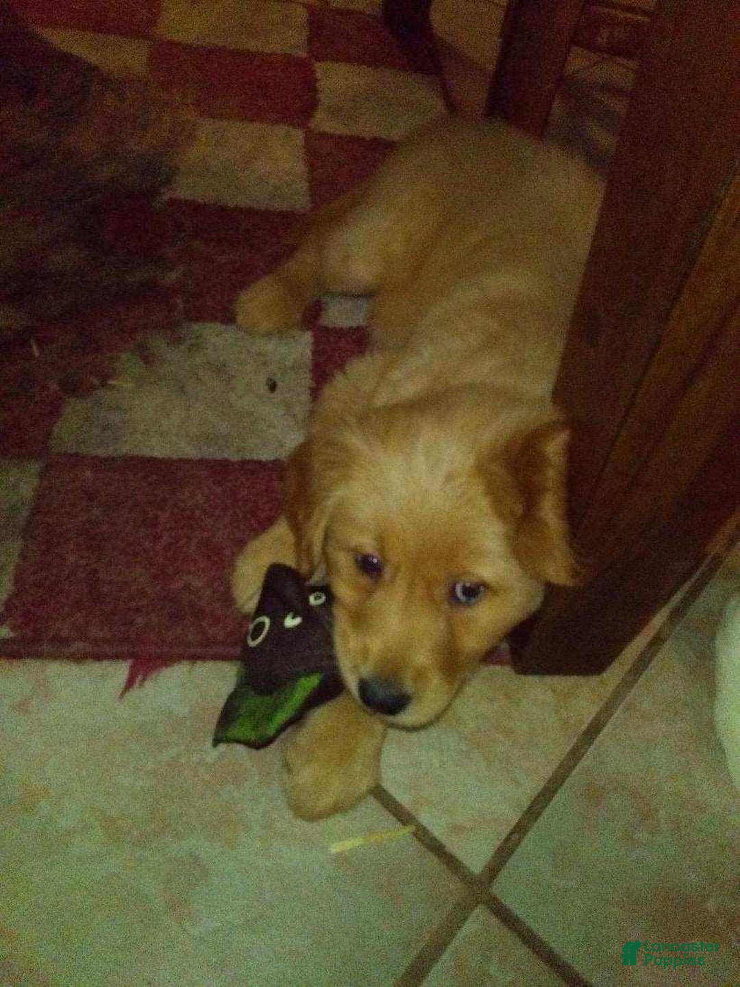 Golden Retriever dogs for sale: maggie - Ad 1