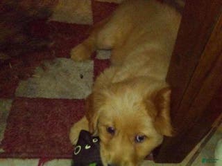 Golden Retriever dogs maggie - Ad 24