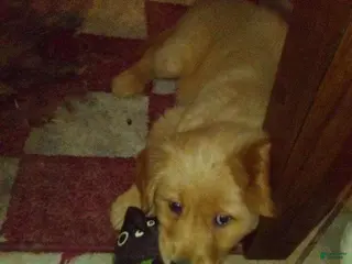 Golden Retriever dogs maggie - Ad 37