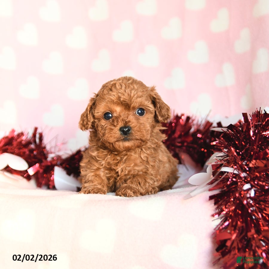 Toy Poodle dogs Lucy - Ad 6