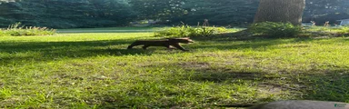 Labrador Retriever 4