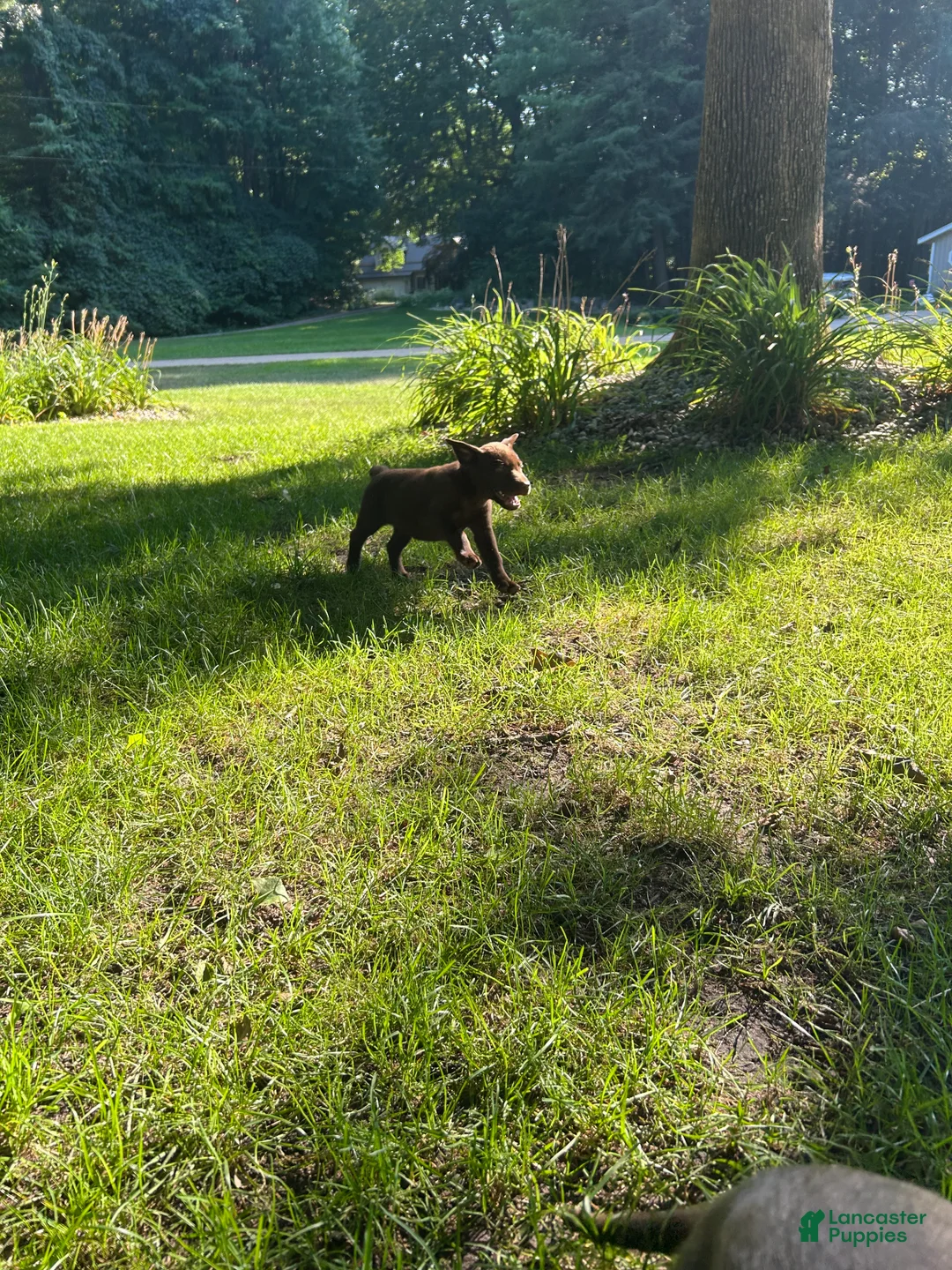 Labrador Retriever dogs for sale: Labrador Retriever 4 - Ad 1
