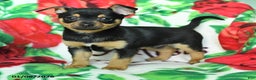 Chihuahua dogs for sale: Allen - Ad 2