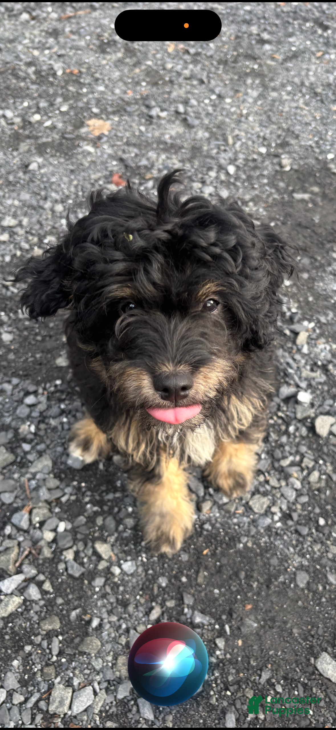 Aussiedoodle dogs Aussiedoodle 1 - Ad 2