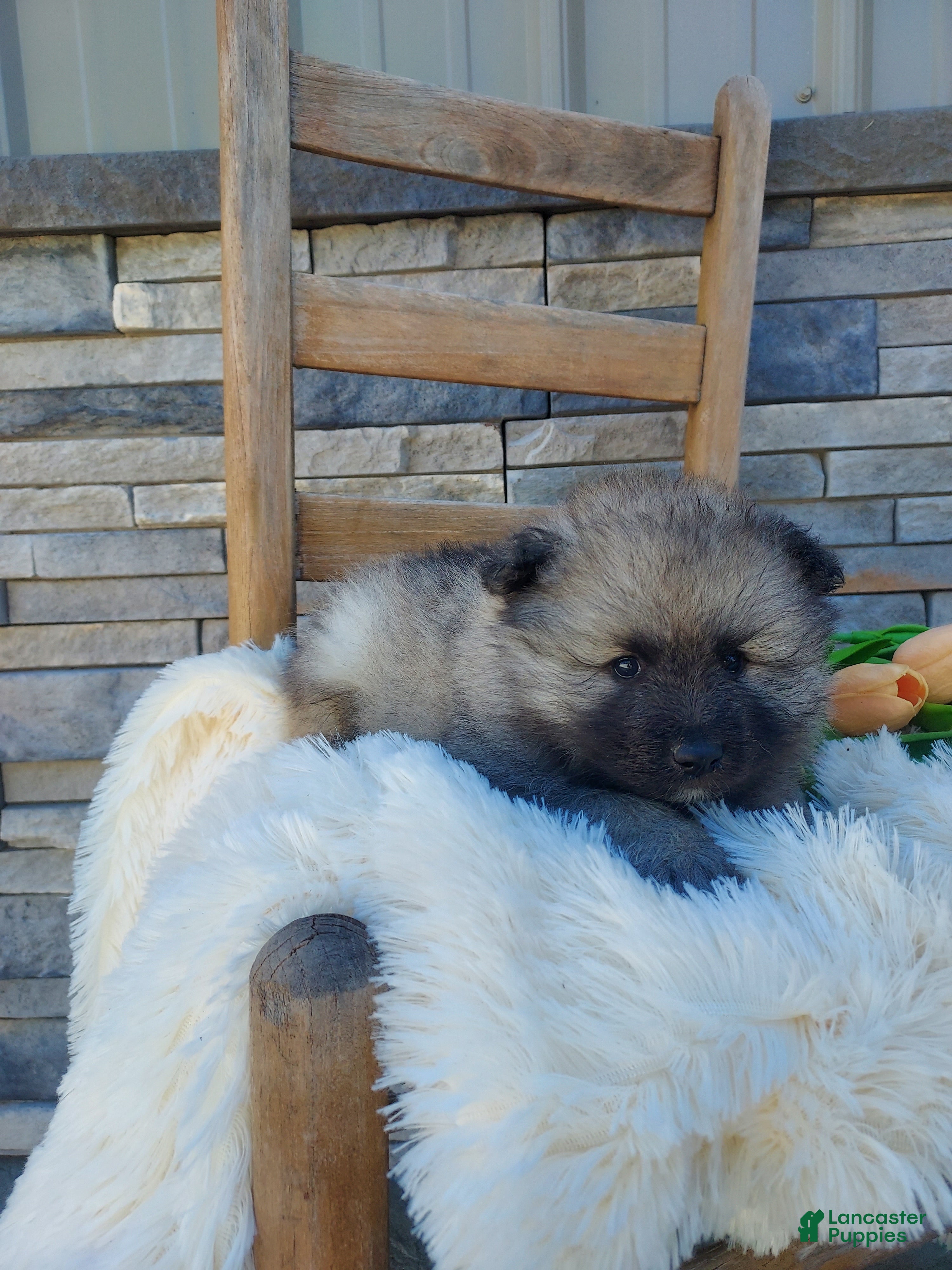 Keeshond dogs for sale: Austin - Ad 4
