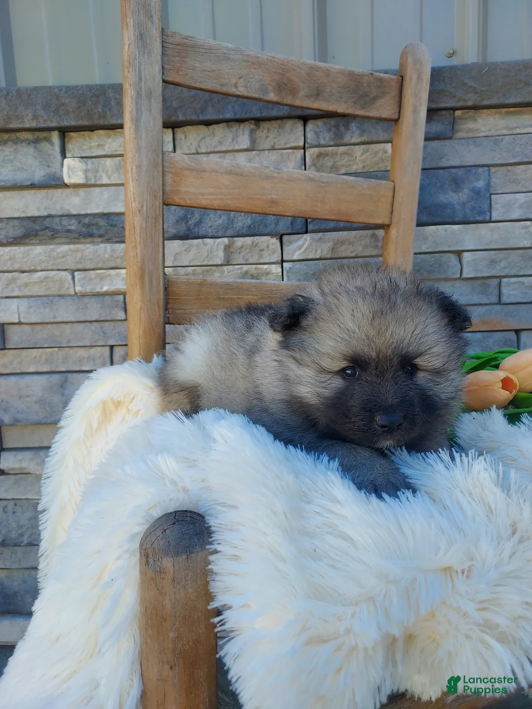 Keeshond dogs for sale: Austin - Ad 1