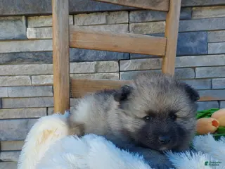 Keeshond dogs for sale: Austin - Ad 4