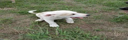 Mixed Breed dogs for sale: ZEUS - Ad 1