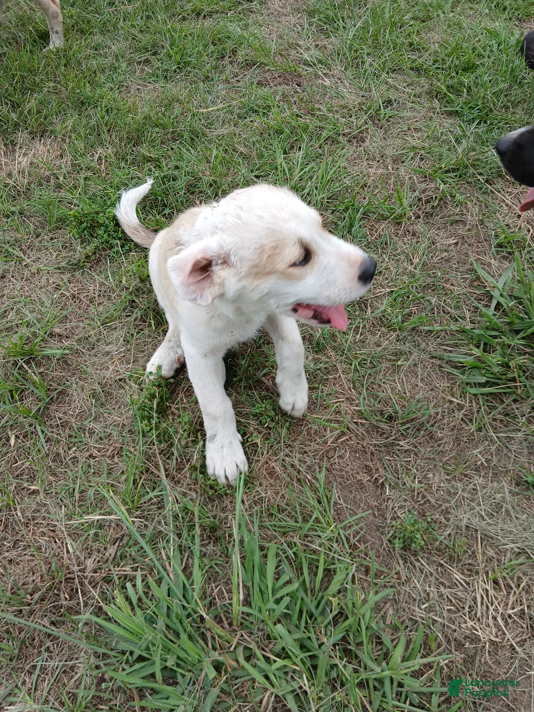 Mixed Breed dogs for sale: ZEUS - Ad 1