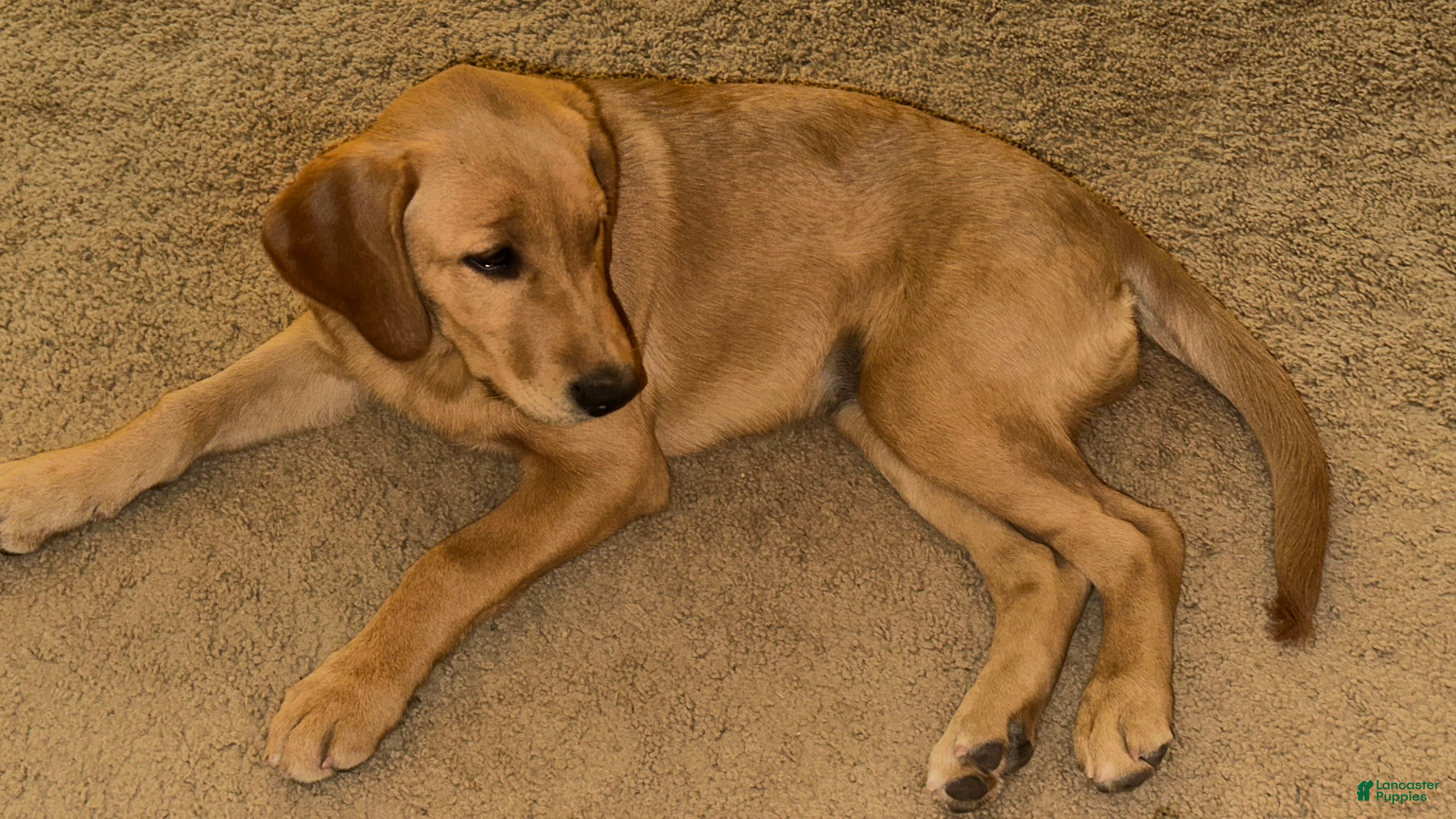 Goldador dogs Cookie - Ad 1