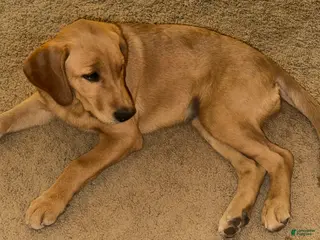 Goldador dogs Cookie - Ad 1