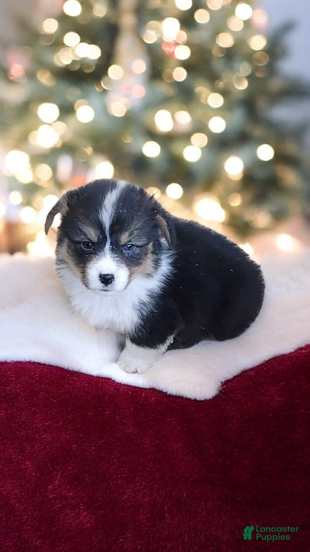 Welsh Corgi Pembroke dogs for sale: Blitzen fluffy  - Ad 2