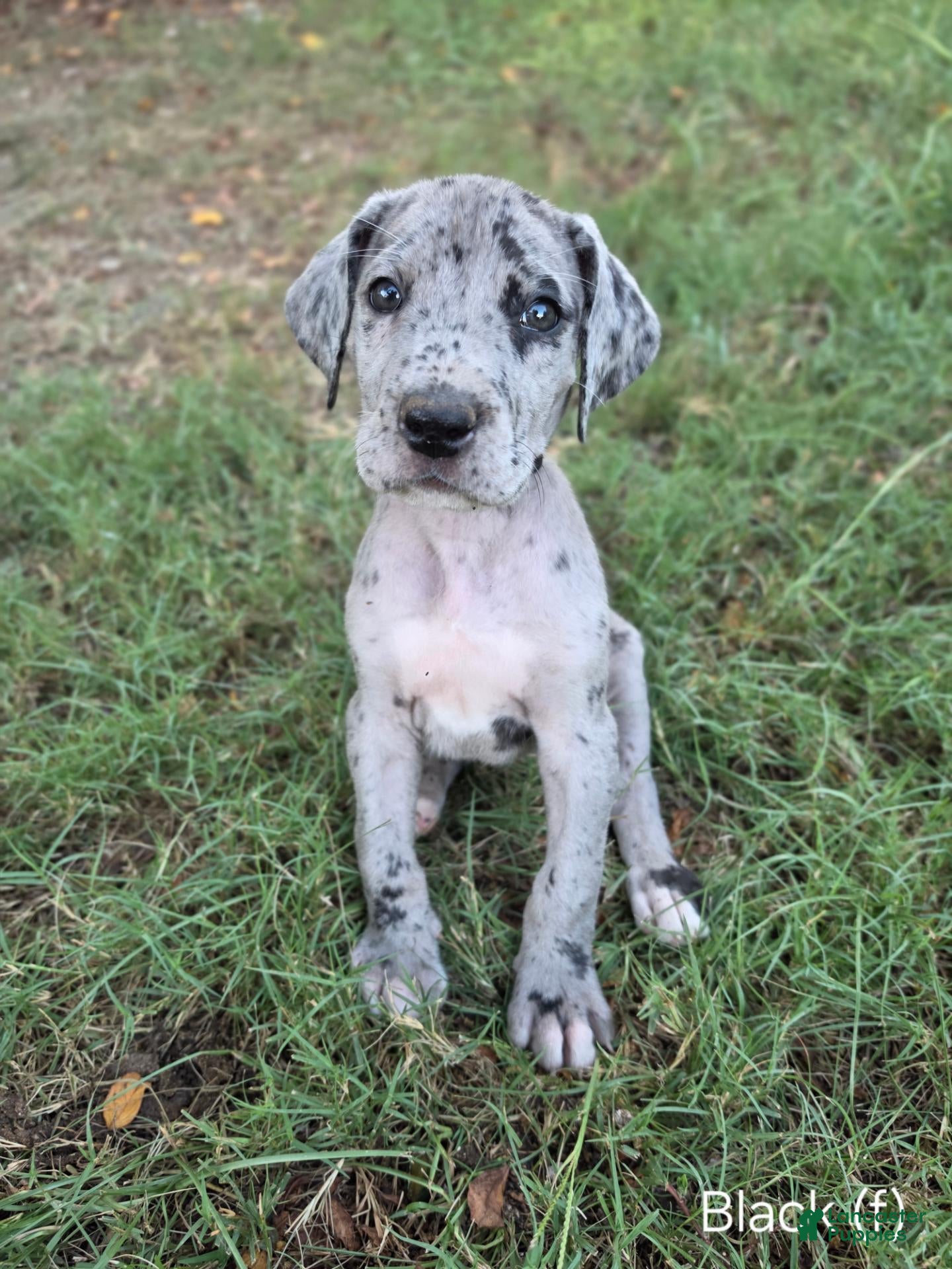 Great Dane dogs Black (dottie girl) - Ad 33