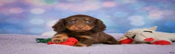 Miniature Dachshund dogs for sale: AKC JOY - Ad 7