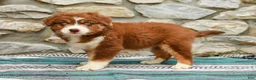 Australian Shepherd dogs for sale: Woody - Ad 6